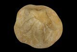 Miocene Fossil Echinoid (Clypeaster) - Taza, Morocco #174365-2